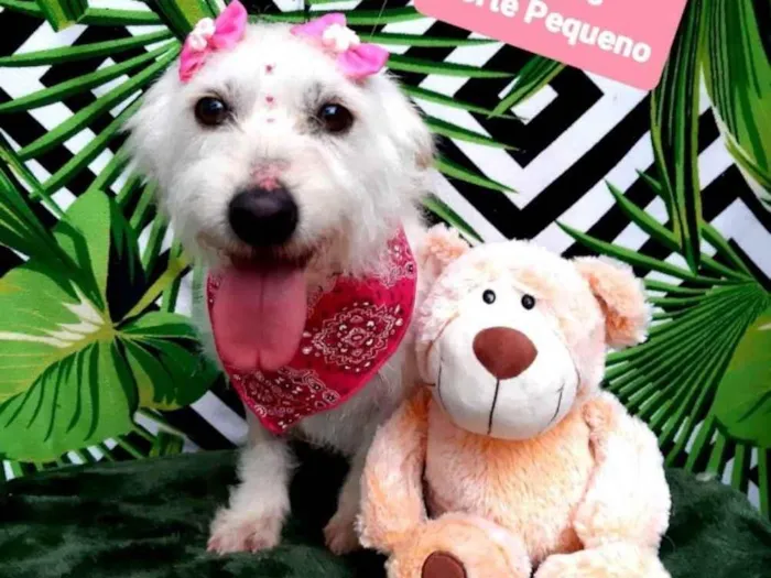 Cachorro raça Srd idade 3 anos nome Maia