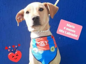 Cachorro raça Labrador  idade 2 a 6 meses nome Thanos