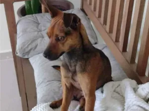 Gato raça SRD idade 1 ano nome Hércules 