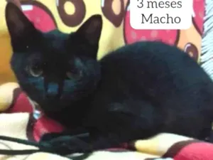 Gato raça Srd idade 2 a 6 meses nome Lion