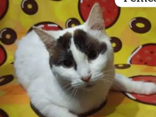 Gato raça Srd idade 2 anos nome Renata