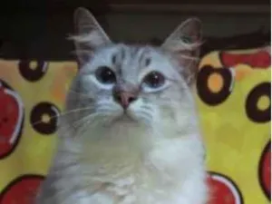 Gato raça Srd idade 2 anos nome Maria 