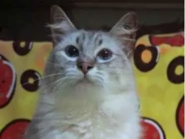 Gato raça Srd idade 2 anos nome Maria 