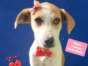 Cachorro raça Srd idade 2 a 6 meses nome Agnes