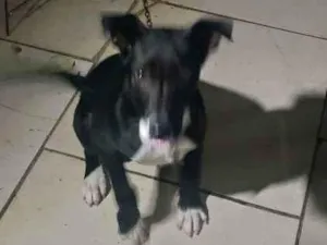 Cachorro raça Não sei  idade 2 a 6 meses nome Pipoca 