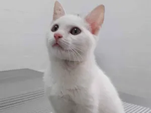 Gato raça Srd idade 2 a 6 meses nome Maya