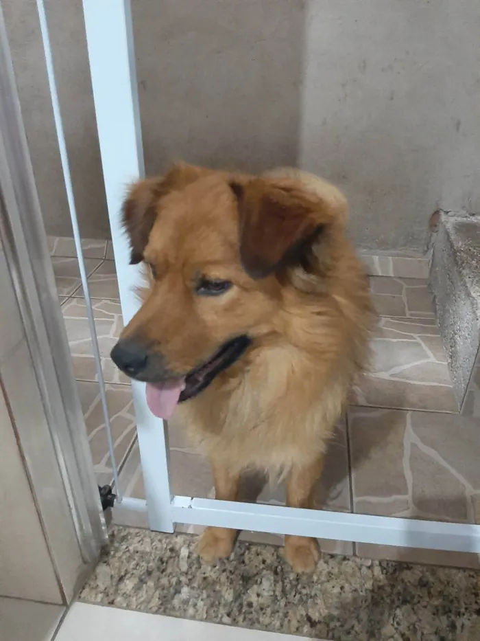 Cachorro ra a Desconhecida idade 2 anos nome Salomão 