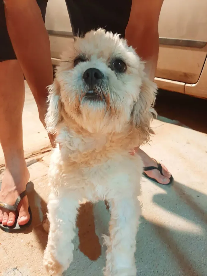 Cachorro ra a Shitiso com lhasa  idade 1 ano nome JhoJho