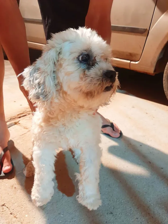 Cachorro ra a Shitiso com lhasa  idade 1 ano nome JhoJho