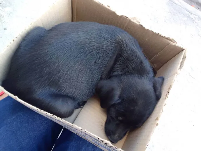 Cachorro ra a Srd idade Abaixo de 2 meses nome Dona