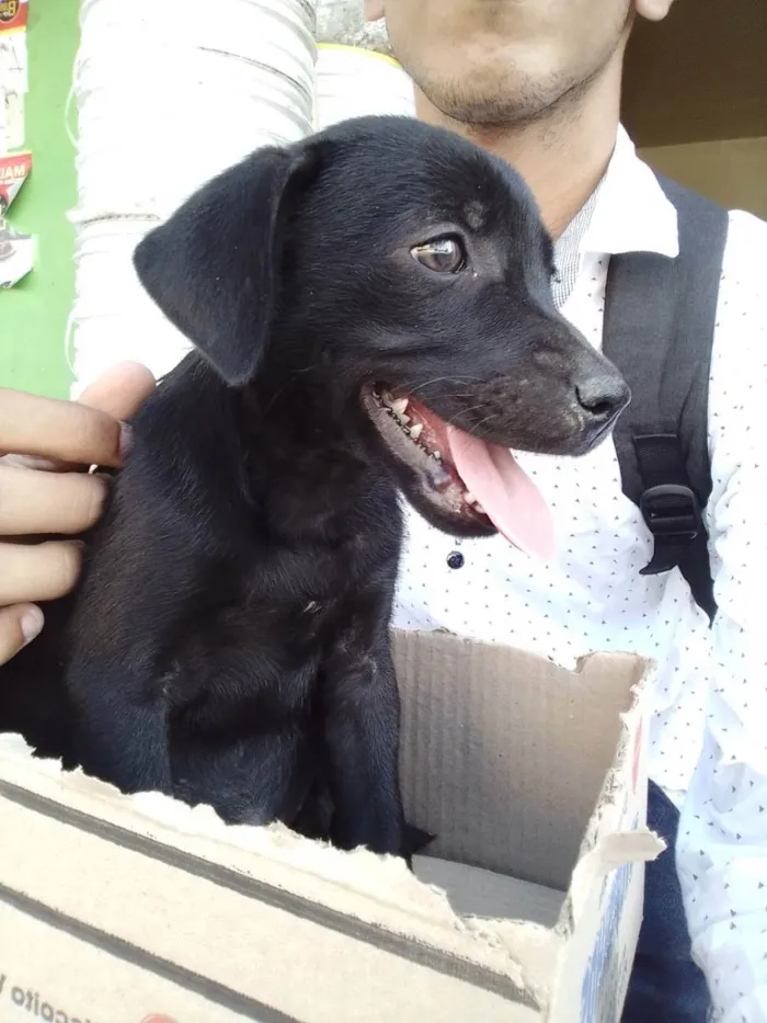 Cachorro ra a Srd idade Abaixo de 2 meses nome Dona