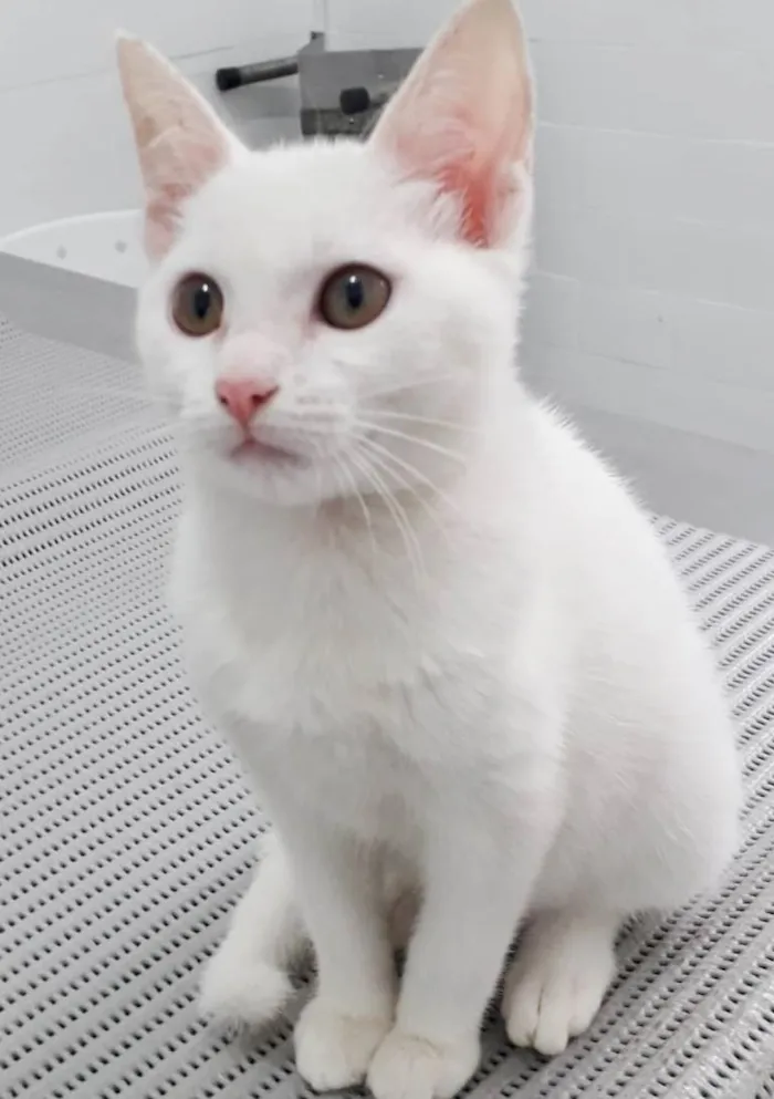 Gato raça SRD idade 2 a 6 meses nome MAYA