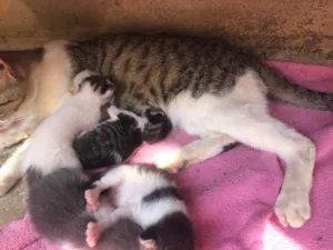 Gato raça  idade Abaixo de 2 meses nome Sem nome ainda 