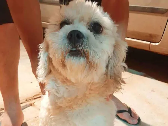 Cachorro ra a Shitiso com lhasa  idade 1 ano nome JhoJho