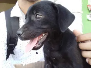 Cachorro raça Srd idade Abaixo de 2 meses nome Dona