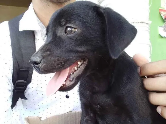 Cachorro ra a Srd idade Abaixo de 2 meses nome Dona