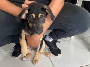 Cachorro raça  idade 2 a 6 meses nome Jerry e Lennon