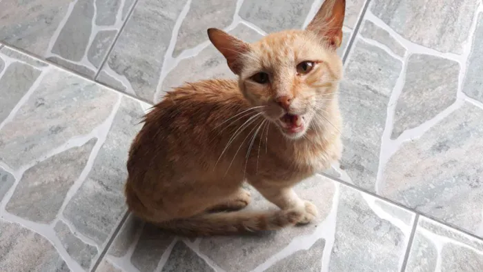 Gato raça Vira-lata idade 2 anos nome Não tem nome