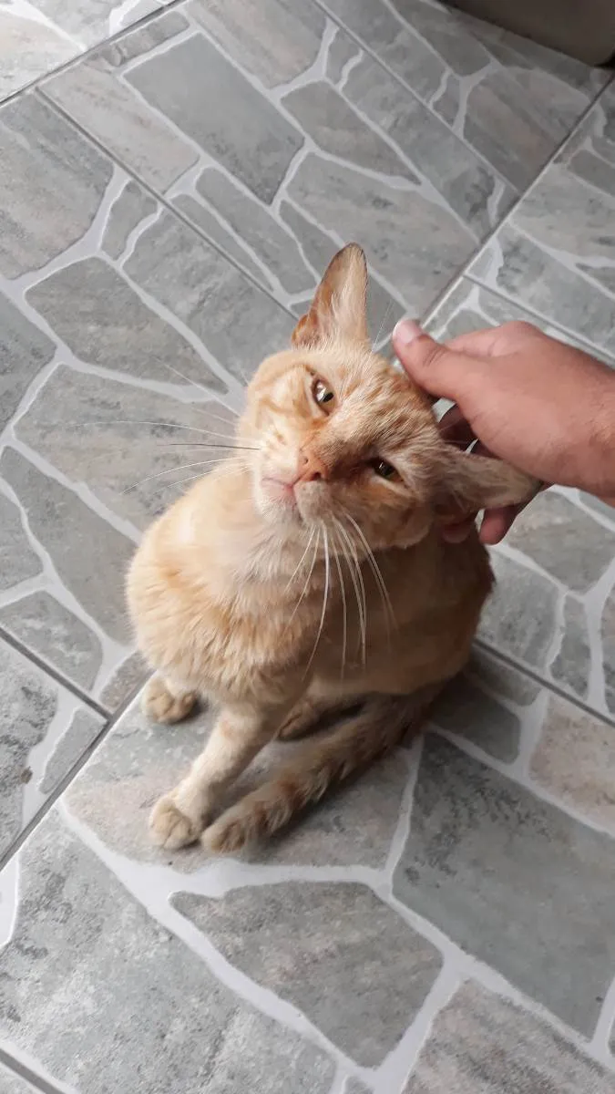 Gato raça Vira-lata idade 2 anos nome Não tem nome