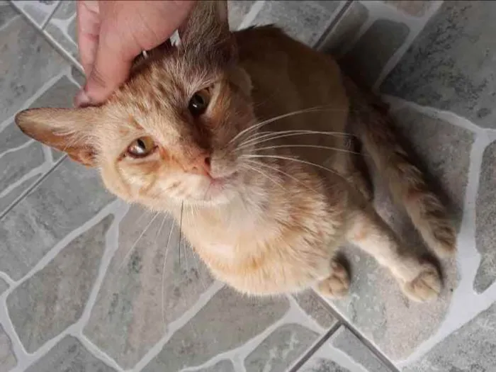 Gato raça Vira-lata idade 2 anos nome Não tem nome