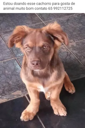 Cachorro raça Indefinido  idade 2 a 6 meses nome Dog