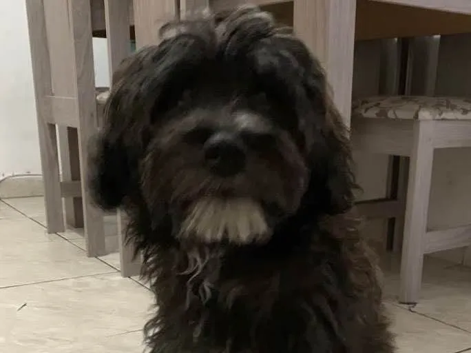 Cachorro raça SRD idade 2 a 6 meses nome Kim