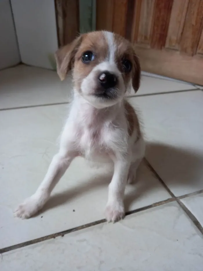Cachorro raça Vira-lata idade 2 a 6 meses nome Sem nome.