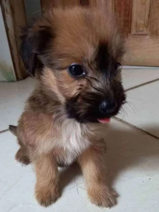 Cachorro raça Vira-lata idade 2 a 6 meses nome Sem nome.