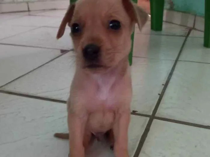 Cachorro raça Vira-lata idade 2 a 6 meses nome Sem nome.