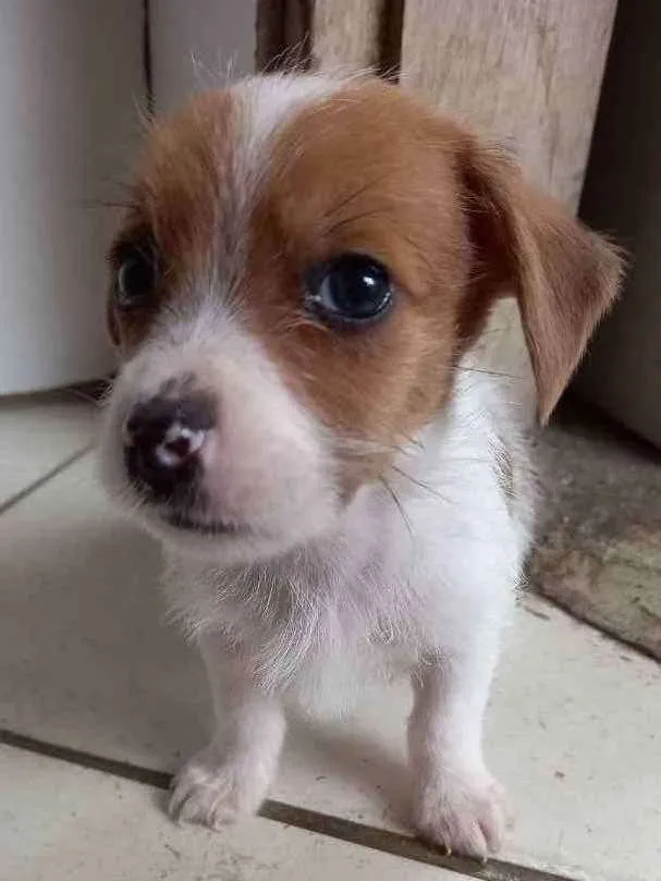 Cachorro raça Vira-lata idade 2 a 6 meses nome Sem nome.