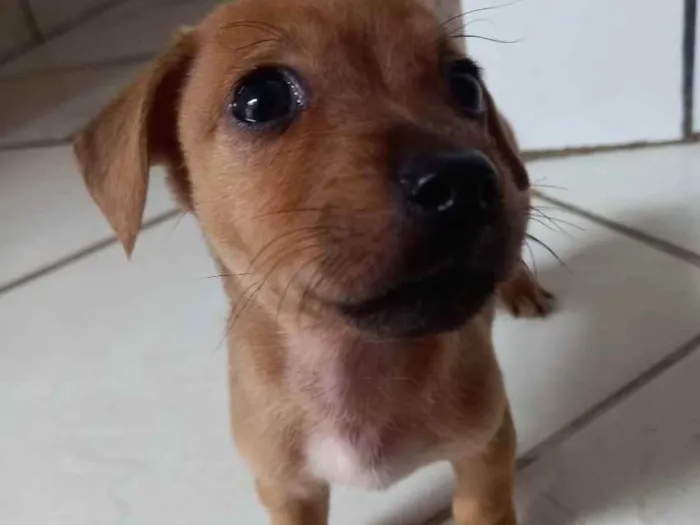 Cachorro raça Vira-lata idade 2 a 6 meses nome Sem nome.