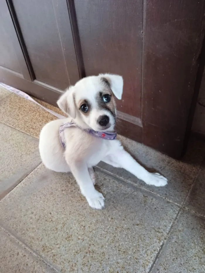Cachorro ra a vira-lata idade Abaixo de 2 meses nome Luna