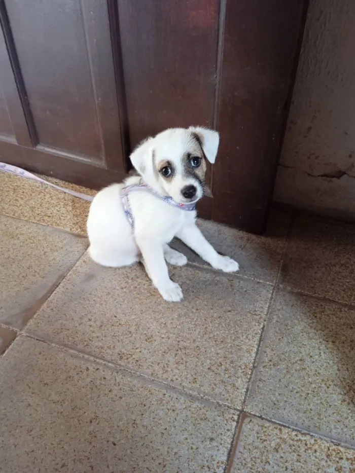 Cachorro ra a vira-lata idade Abaixo de 2 meses nome Luna