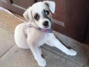 Cachorro raça vira-lata idade Abaixo de 2 meses nome Luna