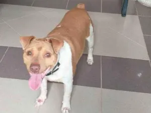 Cachorro raça Fox Paulistinha idade 4 anos nome Max