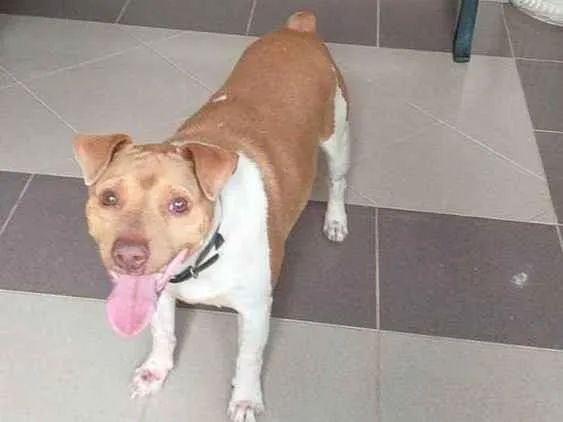 Cachorro ra a Fox Paulistinha idade 4 anos nome Max