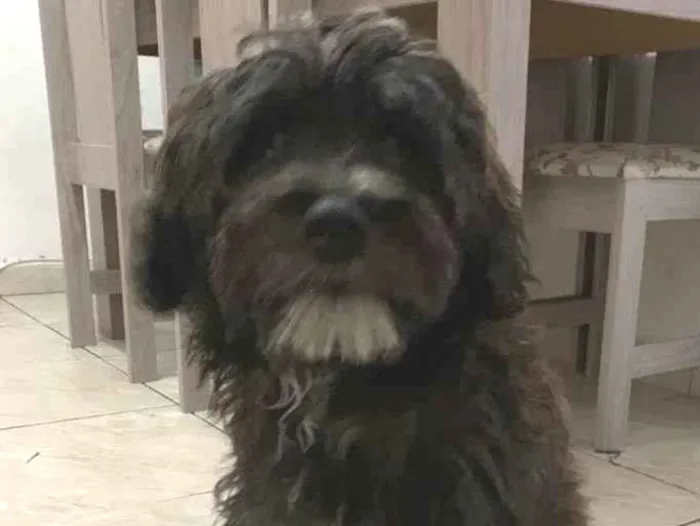 Cachorro raça SRD idade 2 a 6 meses nome Kim