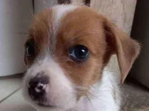 Cachorro raça Vira-lata idade 2 a 6 meses nome Sem nome.