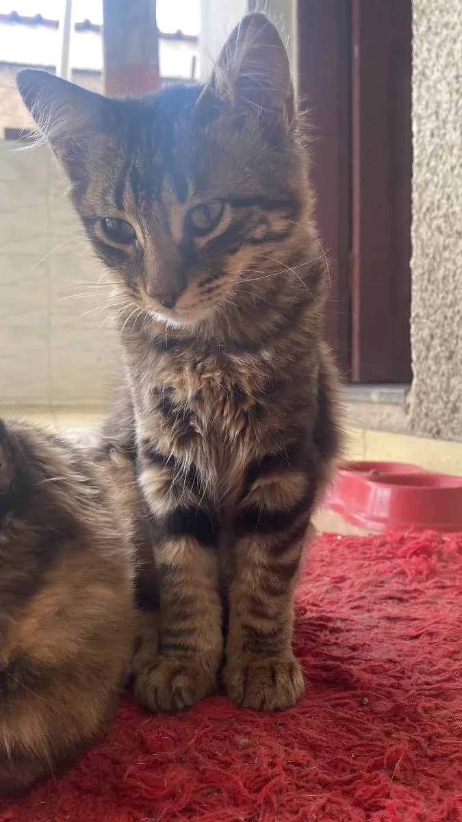 Gato raça Perca idade 7 a 11 meses nome Sofrencia , MARY