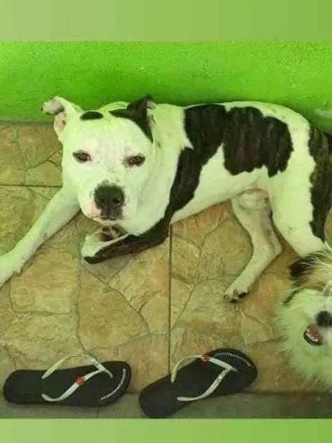 Cachorro ra a PIT BULL idade 4 anos nome LUCAS