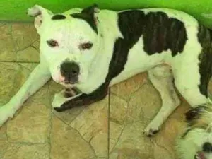 Cachorro raça PIT BULL idade 4 anos nome LUCAS