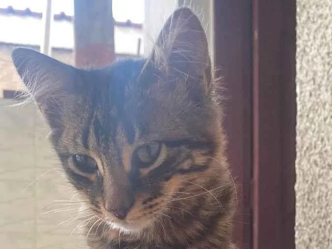 Gato raça Perca idade 7 a 11 meses nome Sofrencia , MARY