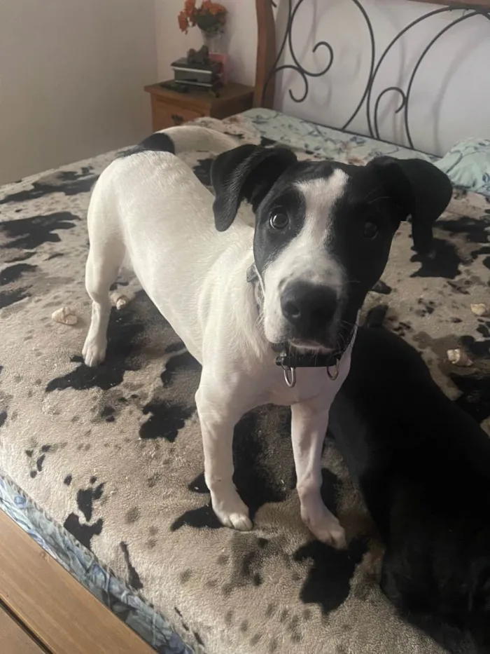 Cachorro raça Pitbull com srd  idade 2 a 6 meses nome K9