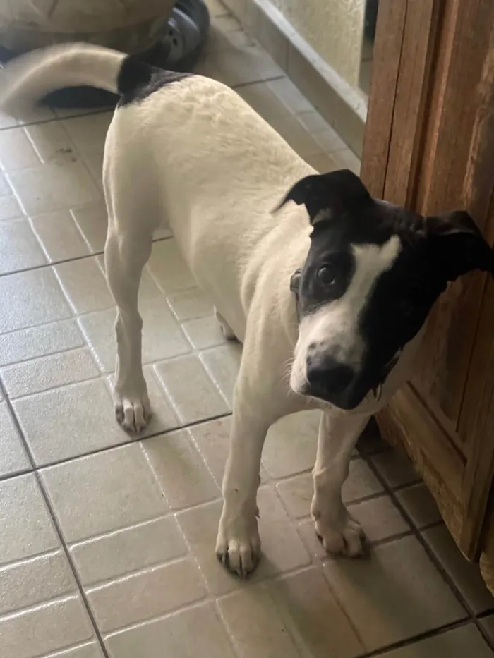 Cachorro raça Pitbull com srd  idade 2 a 6 meses nome K9