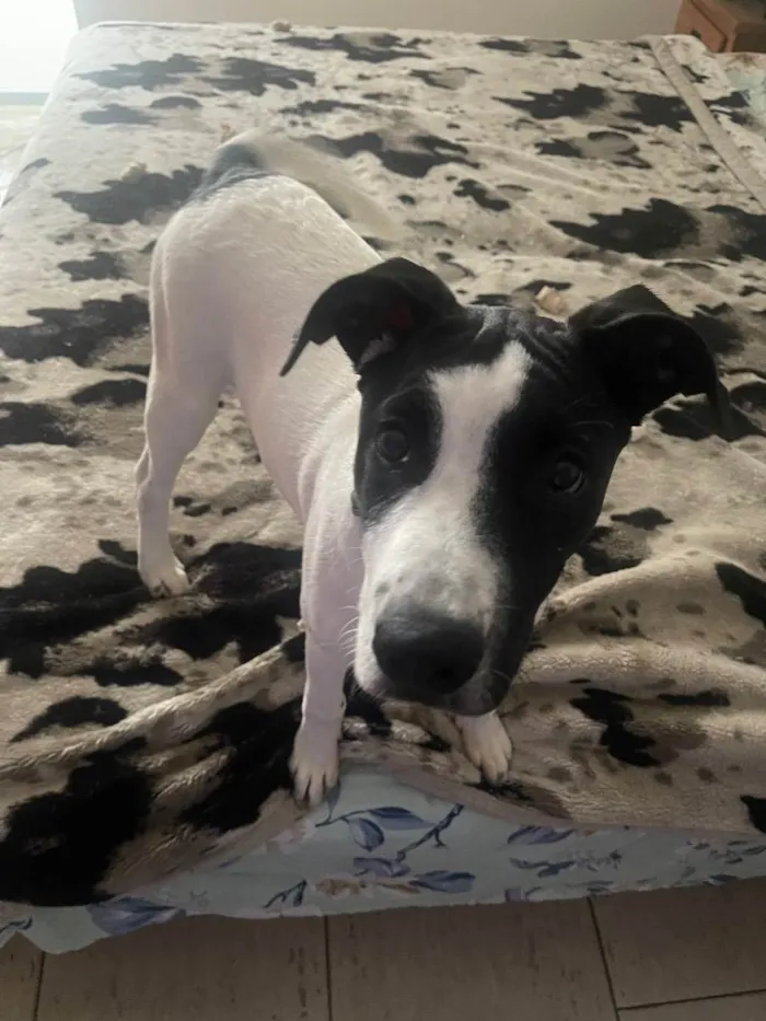 Cachorro raça Pitbull com srd  idade 2 a 6 meses nome K9