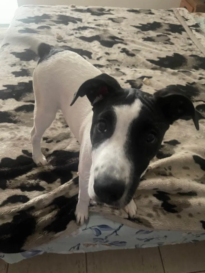 Cachorro raça Pitbull com srd  idade 2 a 6 meses nome K9