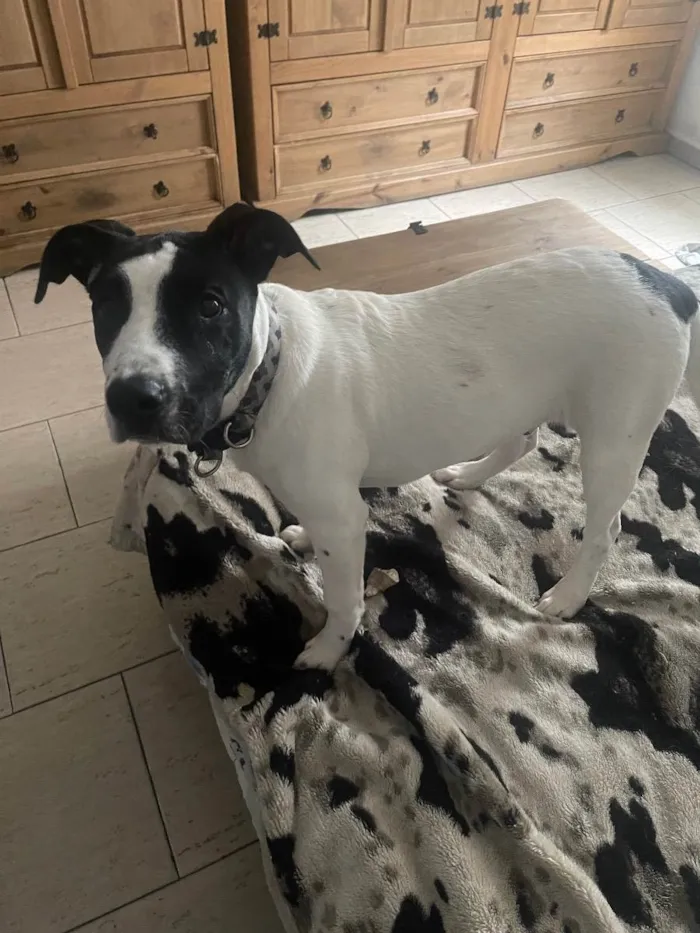 Cachorro raça Pitbull com srd  idade 2 a 6 meses nome K9