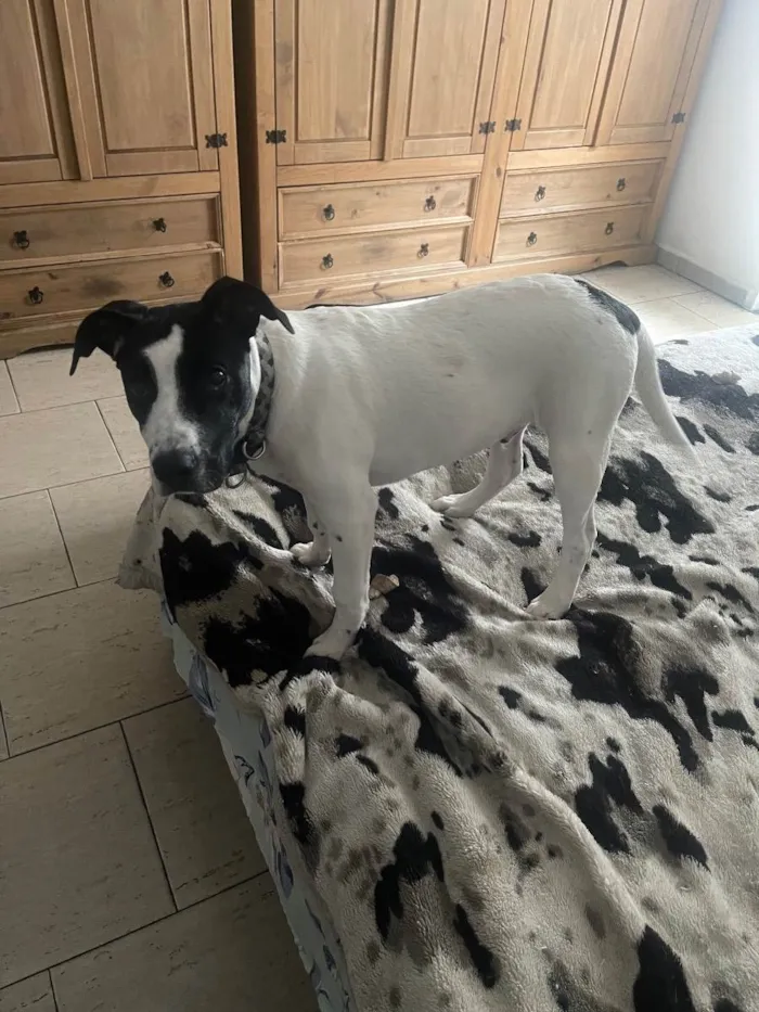 Cachorro raça Pitbull com srd  idade 2 a 6 meses nome K9