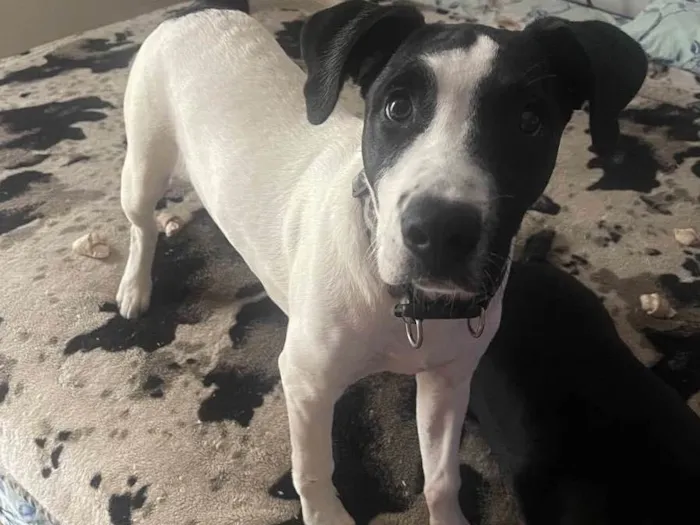 Cachorro raça Pitbull com srd  idade 2 a 6 meses nome K9