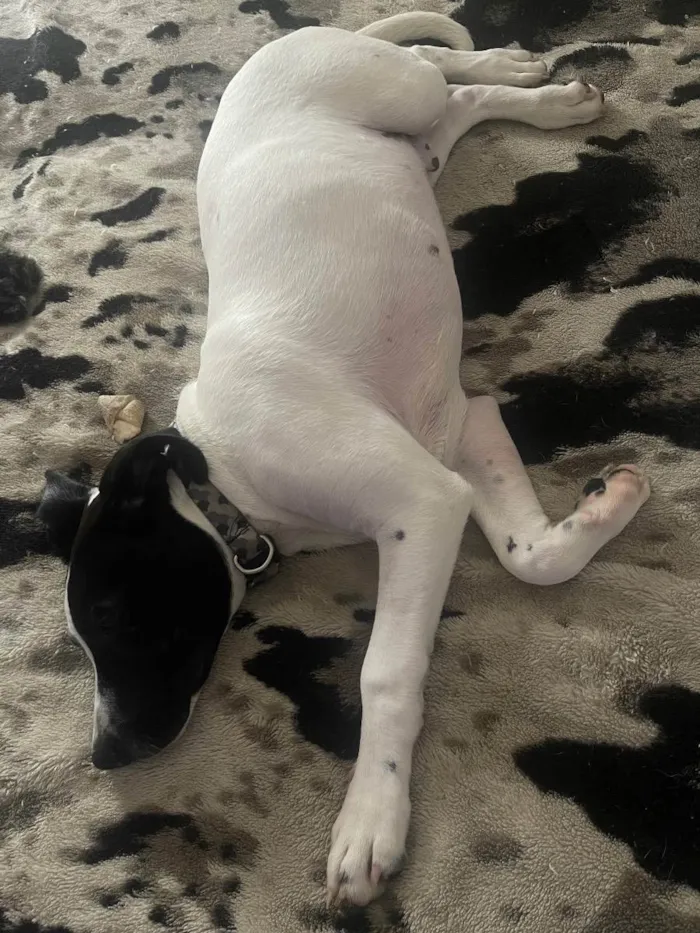 Cachorro raça Pitbull com srd  idade 2 a 6 meses nome K9